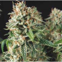 Super Og Kush Fast Version (x3)+1